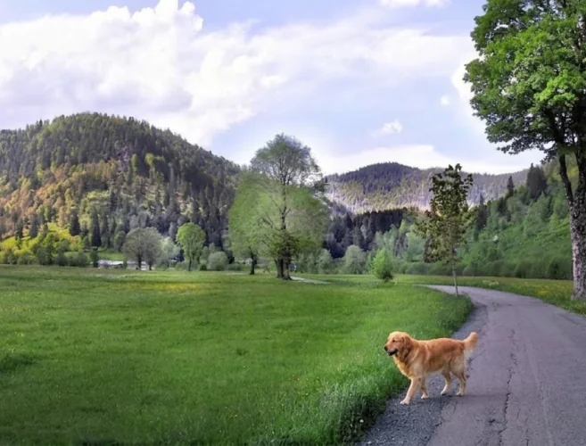 Urlaub mit dem Hund in Menzenschwand